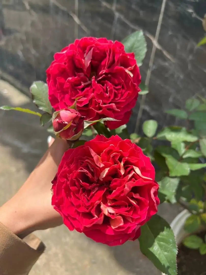 Cây Hoa Hồng Steam Bun Rose – Hồng Ngoại Form Tròn Như Bánh Bao, Cánh Dày Xếp Khít Độc Đáo - Ảnh 7