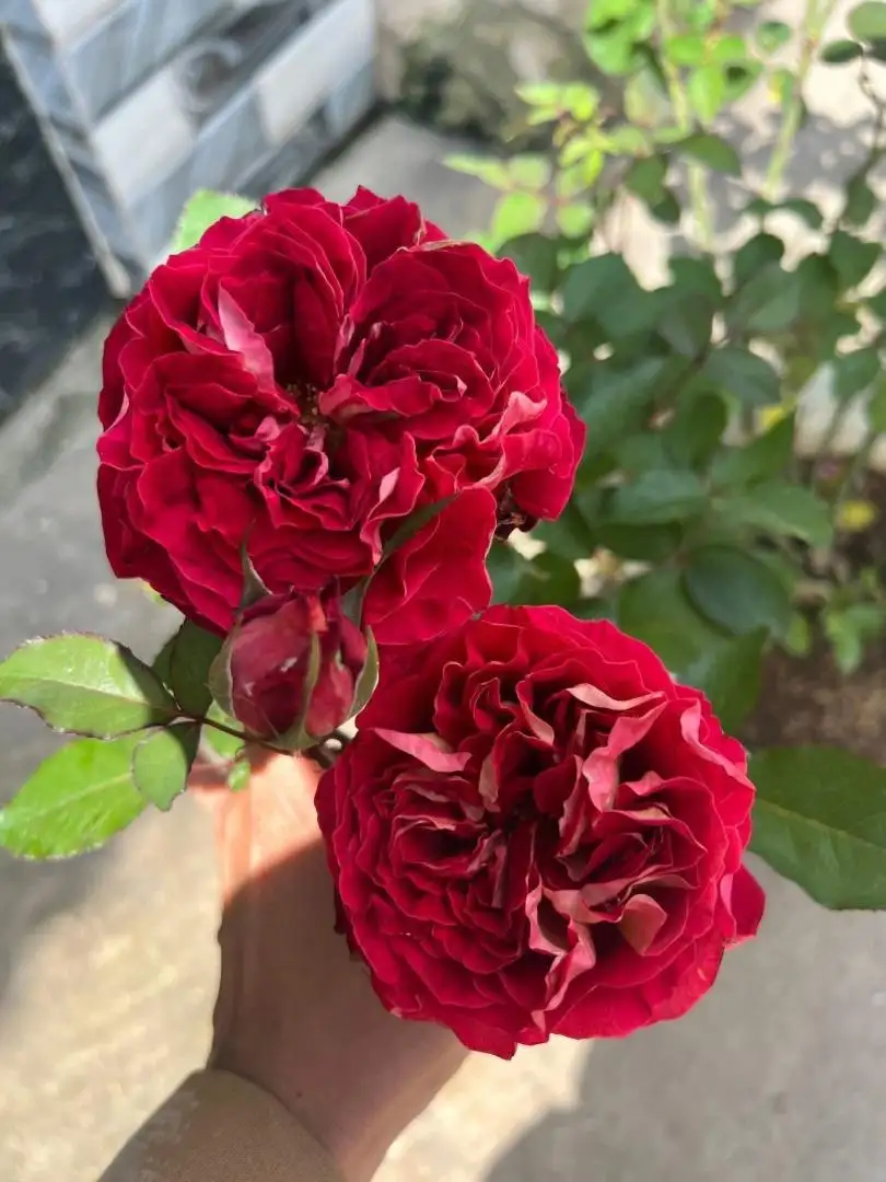 Cây Hoa Hồng Steam Bun Rose – Hồng Ngoại Form Tròn Như Bánh Bao, Cánh Dày Xếp Khít Độc Đáo - Ảnh 8