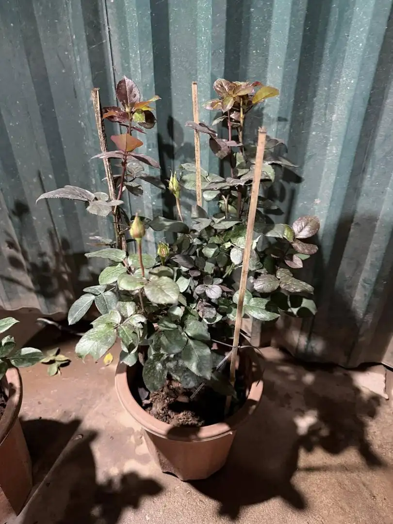 Hoa Hồng Joker Rose – Vàng Rực Ánh Nắng, Viền Đỏ Cá Tính, Hoa Đẹp Lạ Dễ Nhận Biết - Ảnh 8