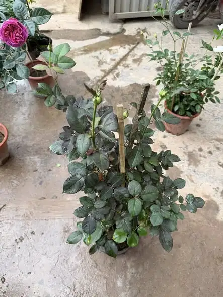 Cây Hoa Hồng Pope John Paul II Rose – Hồng Trắng Tinh Khiết, Hương Thơm Đậm, Sang Trọng - Ảnh 10