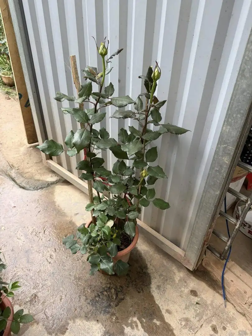 Cây Hoa Hồng Color Shell Rose – Hồng Ngoại Sọc Hồng Kem Độc Đáo, Form Hoa Sang Trọng - Ảnh 5