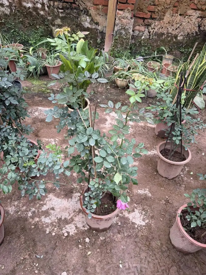 Cây Hoa Hồng Leo Pompadour Rose – Hồng Leo Hồng Phấn Đậm, Form Cổ Điển, Hương Thơm Quyến Rũ - Ảnh 2