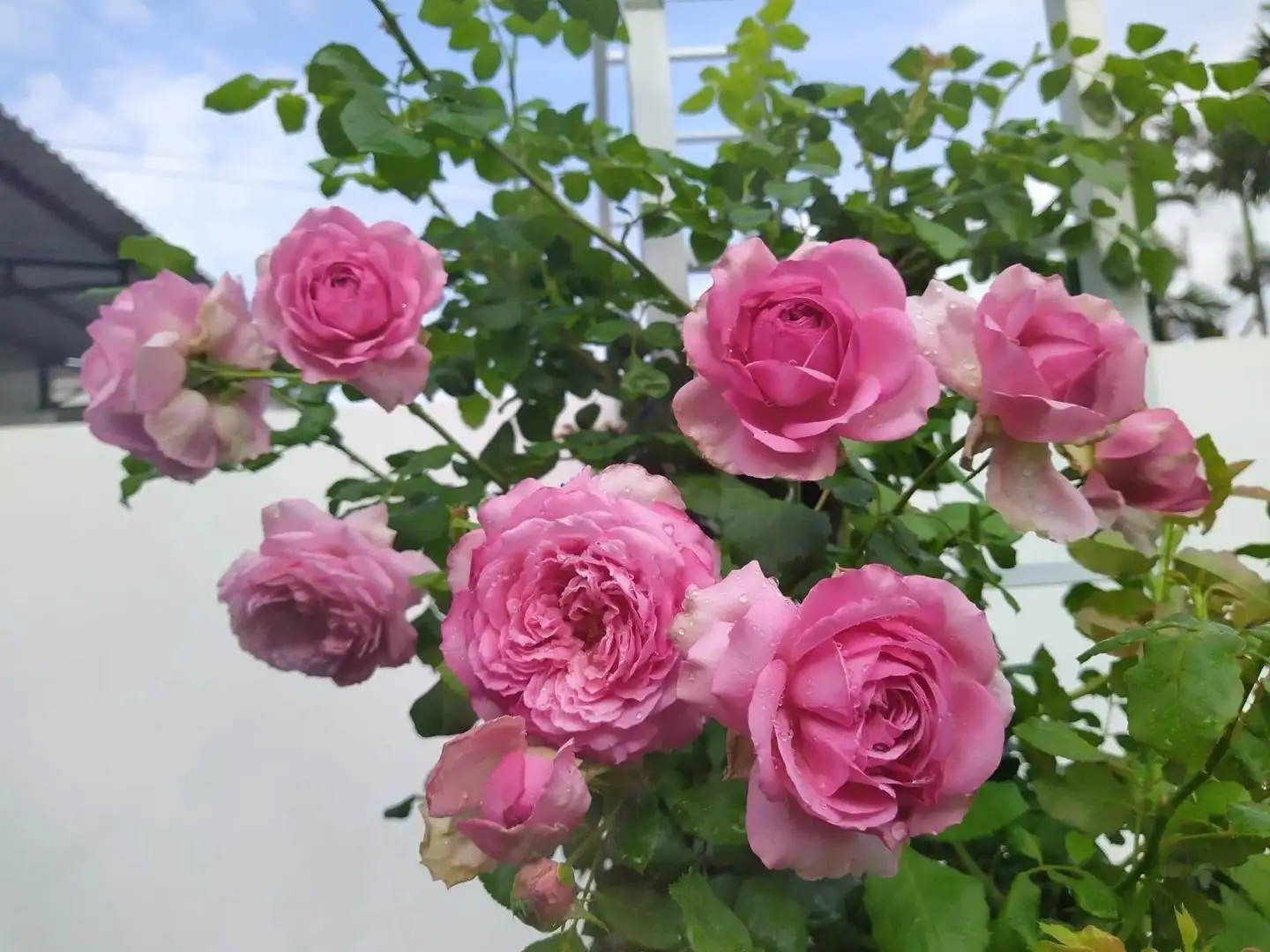 Cây Hoa Hồng Leo Pompadour Rose – Hồng Leo Hồng Phấn Đậm, Form Cổ Điển, Hương Thơm Quyến Rũ - Ảnh 7
