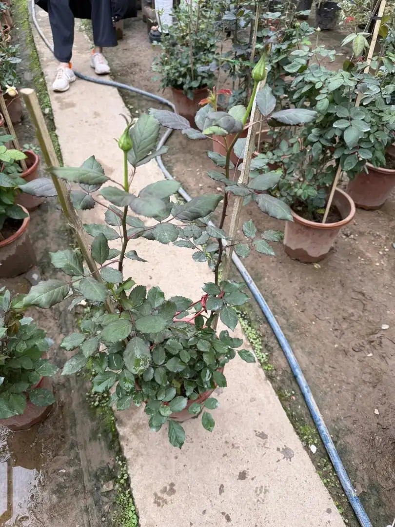 Cây Hoa Hồng Pine Dream Rose – Hồng Ngoại Vàng Đồng Ấm Áp, Form Hoa Sang Trọng - Ảnh 5