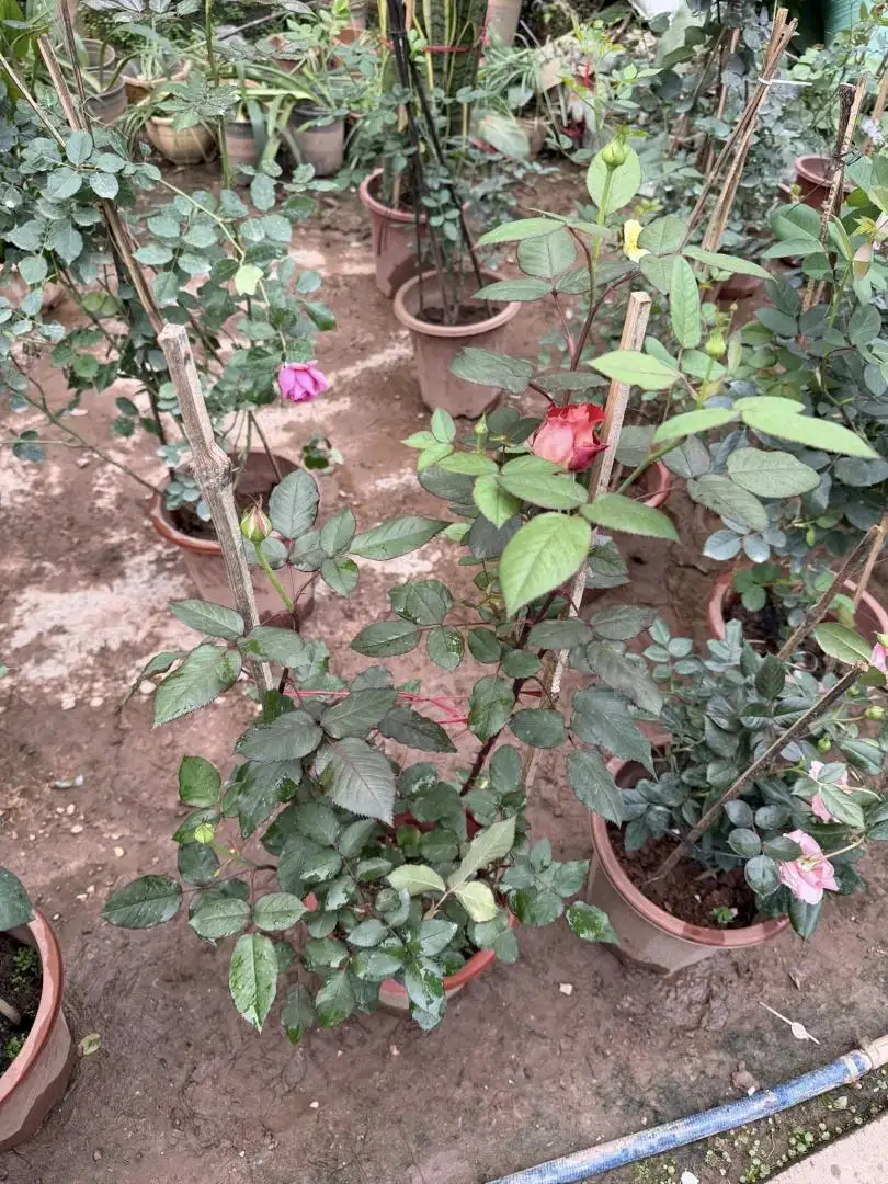 Cây Hoa Hồng Steam Bun Rose – Hồng Ngoại Form Tròn Như Bánh Bao, Cánh Dày Xếp Khít Độc Đáo - Ảnh 2