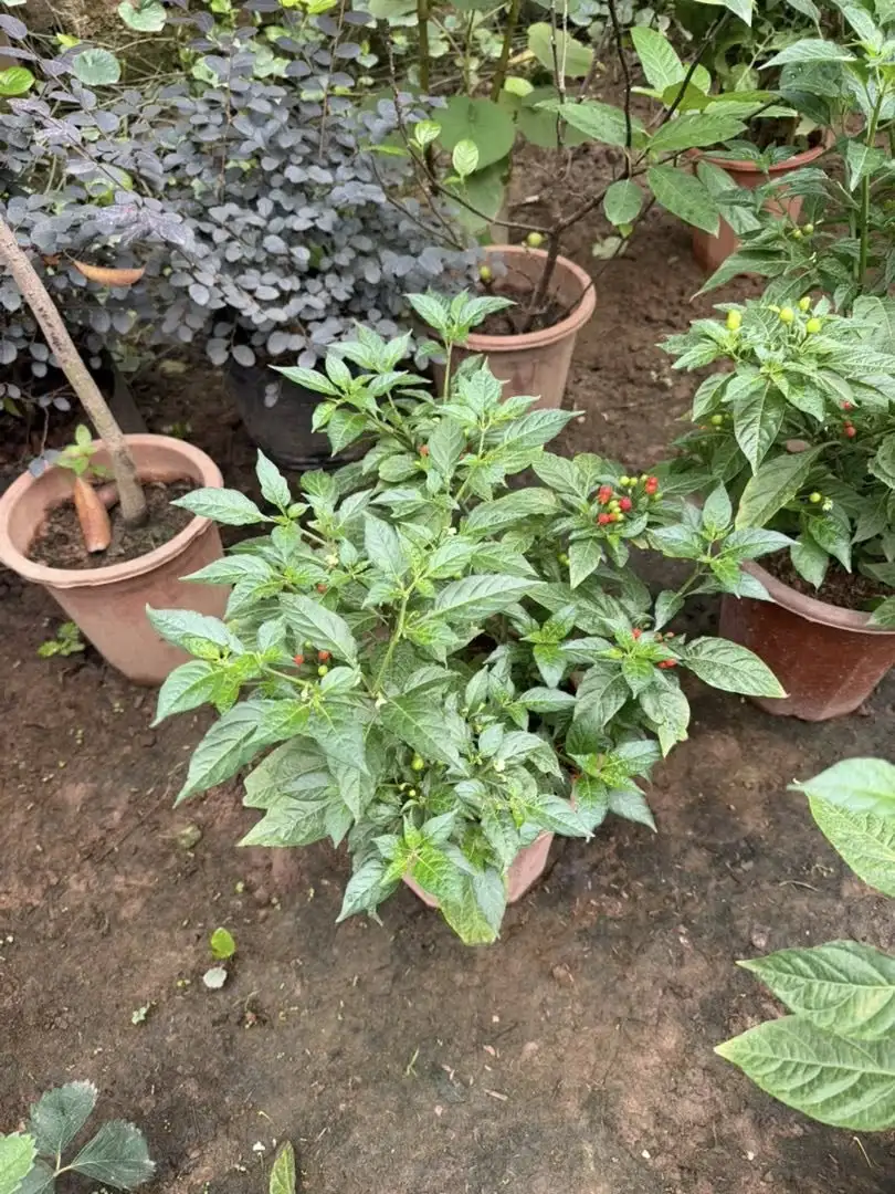 Cây Ớt Peru Đỏ – Loại Ớt Đắt Giá Nhất Thế Giới, Cay Nồng Mạnh Mẽ, Cây Đang Có Quả - Ảnh 2