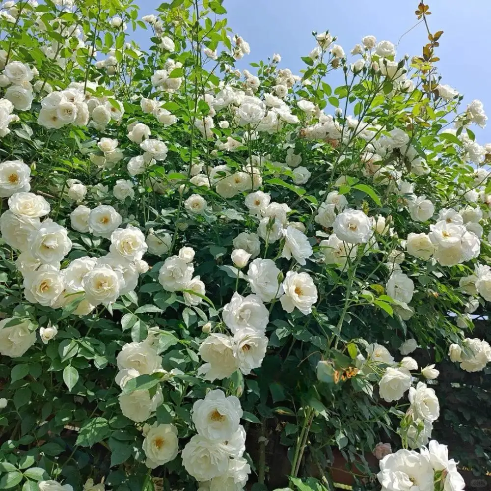 Cây Hoa Hồng White Iceberg Rose – Hồng Trắng Tinh Khôi, Sai Hoa, Dễ Trồng