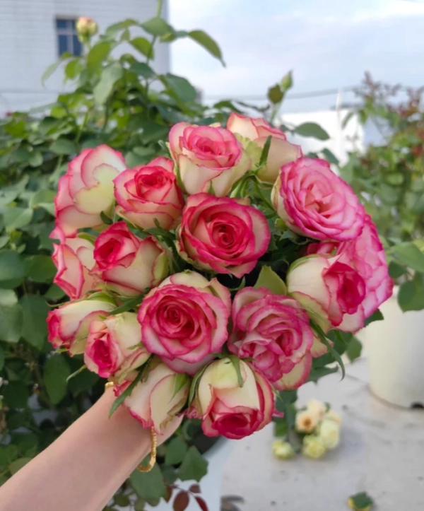 Cây Hoa Hồng Color Shell Rose – Hồng Ngoại Sọc Hồng Kem Độc Đáo, Form Hoa Sang Trọng - Ảnh 6