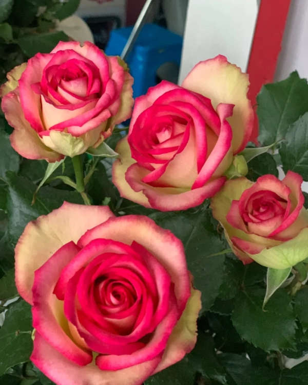 Cây Hoa Hồng Color Shell Rose – Hồng Ngoại Sọc Hồng Kem Độc Đáo, Form Hoa Sang Trọng - Ảnh 8