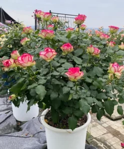 Cây Hoa Hồng Color Shell Rose – Hồng Ngoại Sọc Hồng Kem Độc Đáo, Form Hoa Sang Trọng