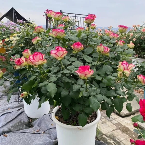 Cây Hoa Hồng Color Shell Rose – Hồng Ngoại Sọc Hồng Kem Độc Đáo, Form Hoa Sang Trọng