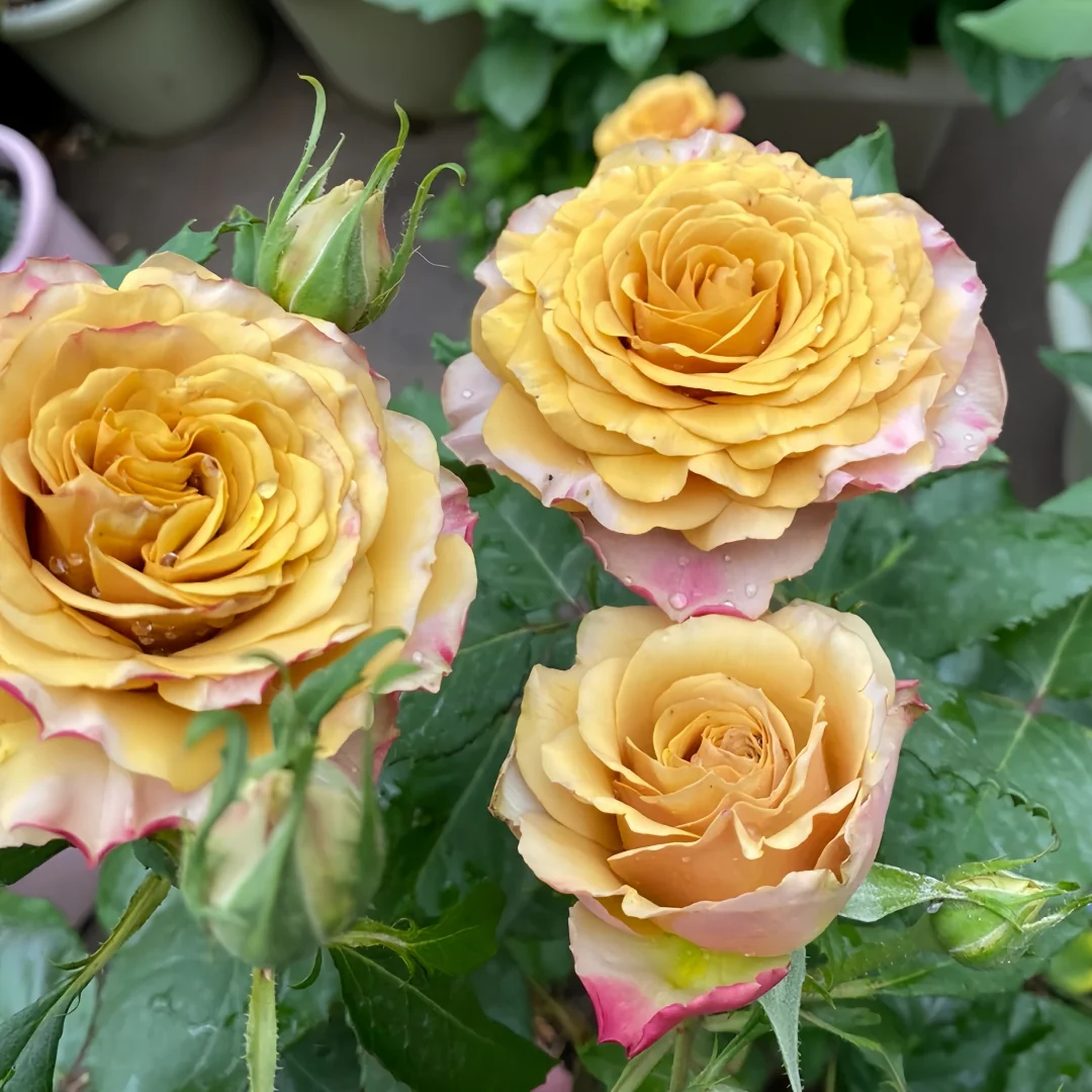 Cây Hoa Hồng Pine Dream Rose – Hồng Ngoại Vàng Đồng Ấm Áp, Form Hoa Sang Trọng - Ảnh 6