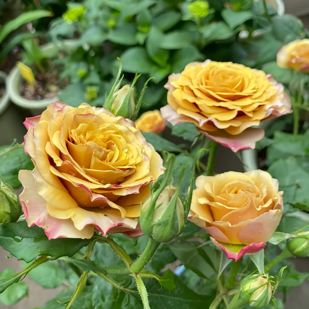 Cây Hoa Hồng Pine Dream Rose – Hồng Ngoại Vàng Đồng Ấm Áp, Form Hoa Sang Trọng - Ảnh 7