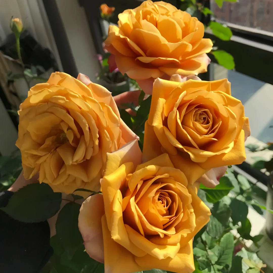 Cây Hoa Hồng Pine Dream Rose – Hồng Ngoại Vàng Đồng Ấm Áp, Form Hoa Sang Trọng