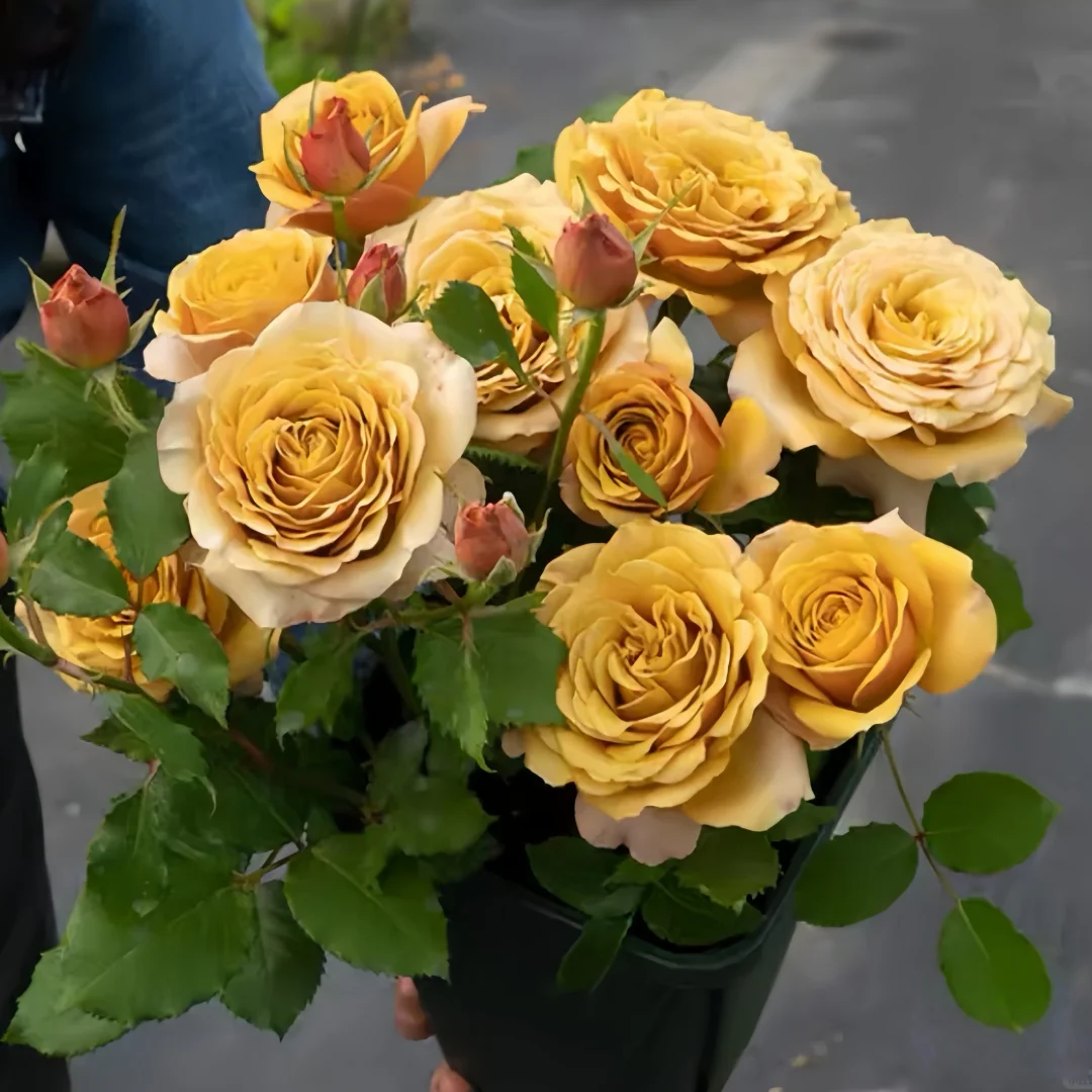 Cây Hoa Hồng Pine Dream Rose – Hồng Ngoại Vàng Đồng Ấm Áp, Form Hoa Sang Trọng - Ảnh 10