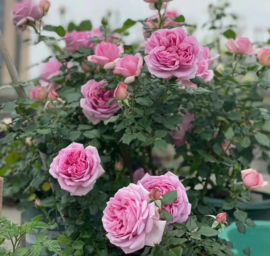 Cây Hoa Hồng Leo Pompadour Rose – Hồng Leo Hồng Phấn Đậm, Form Cổ Điển, Hương Thơm Quyến Rũ - Ảnh 8