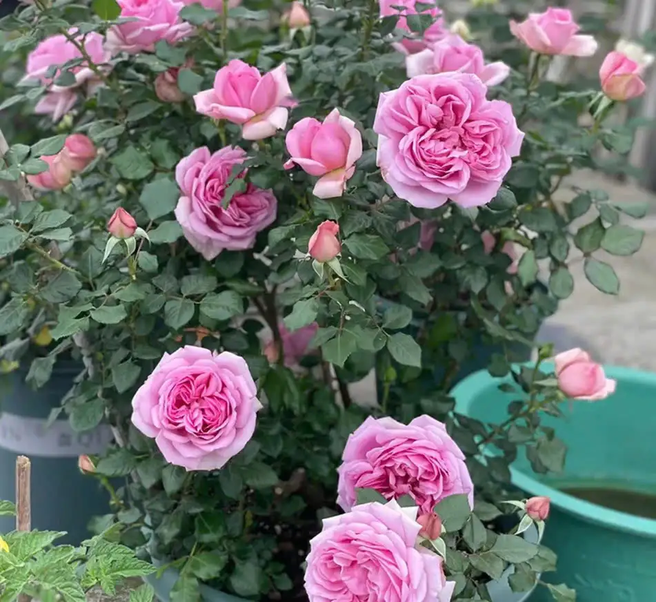 Cây Hoa Hồng Leo Pompadour Rose – Hồng Leo Hồng Phấn Đậm, Form Cổ Điển, Hương Thơm Quyến Rũ