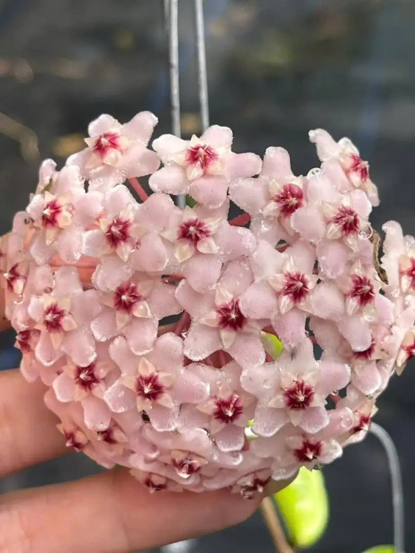 Chậu Cây Lan Cẩm Cù Carnosa Pink – Lá Xanh Bóng, Hoa Hồng Nhạt Thơm Dịu, Dễ Trồng - Ảnh 3