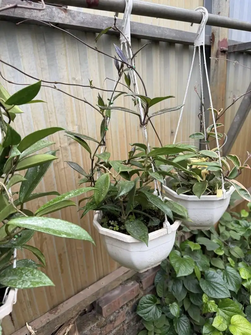 Chậu Cây Lan Cẩm Cù Carnosa Pink – Lá Xanh Bóng, Hoa Hồng Nhạt Thơm Dịu, Dễ Trồng - Ảnh 4