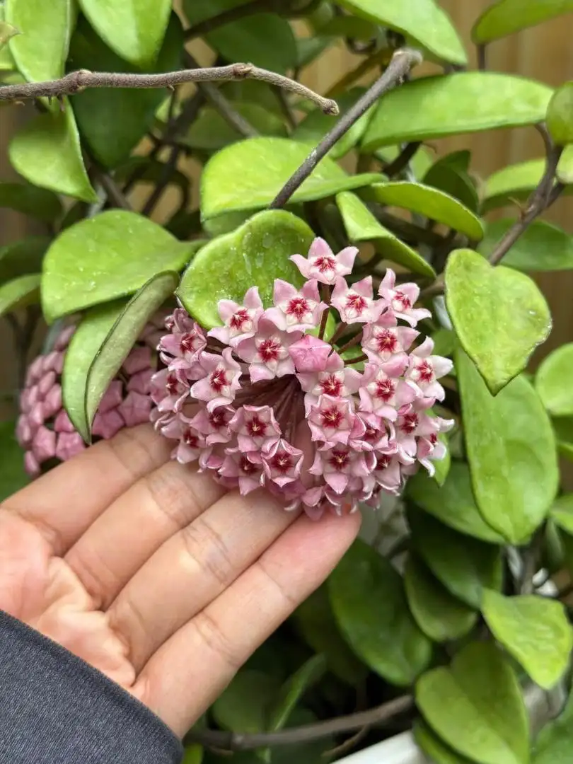 Chậu Cây Lan Cẩm Cù Carnosa Pink – Lá Xanh Bóng, Hoa Hồng Nhạt Thơm Dịu, Dễ Trồng - Ảnh 5