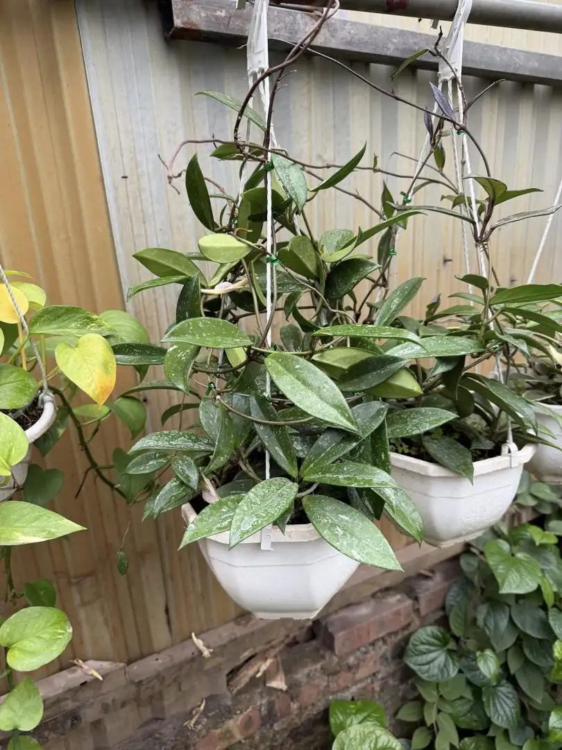 Chậu Cây Lan Cẩm Cù Carnosa Pink – Lá Xanh Bóng, Hoa Hồng Nhạt Thơm Dịu, Dễ Trồng - Ảnh 2