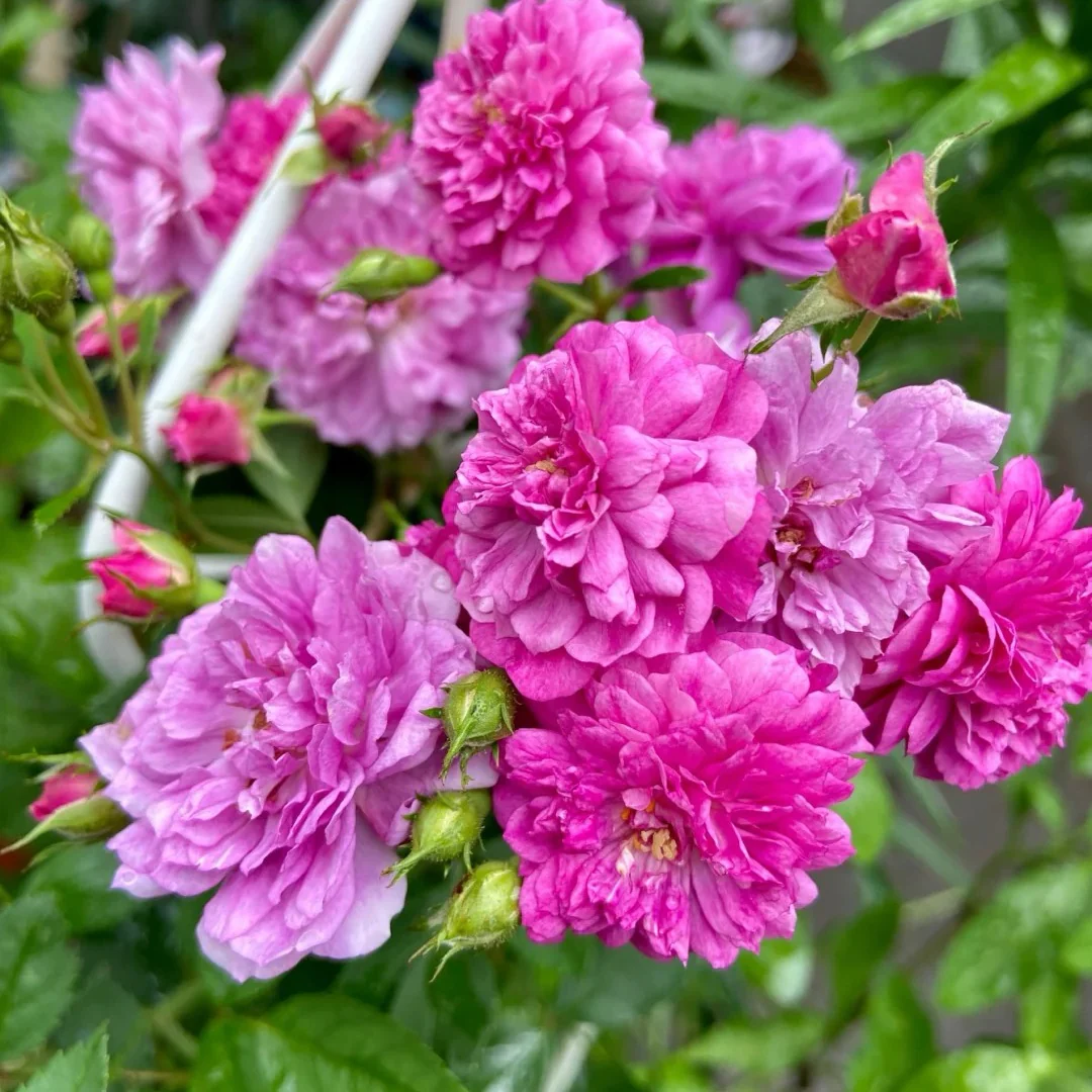 Hoa Hồng Sweet Chariot Rose – Hồng Mini Hoa Nhỏ Xinh, Sai Hoa, Hương Thơm Ngọt Ngào