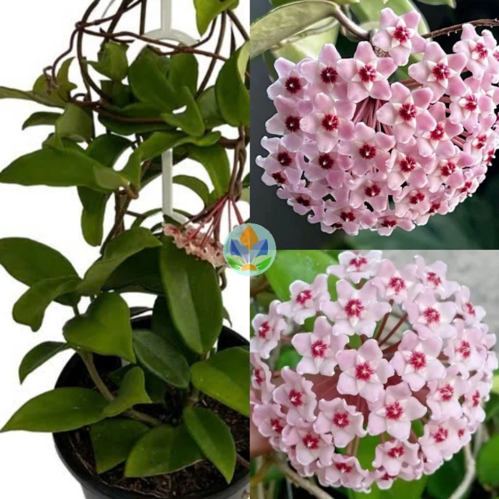 Chậu Cây Lan Cẩm Cù Carnosa Pink – Lá Xanh Bóng, Hoa Hồng Nhạt Thơm Dịu, Dễ Trồng