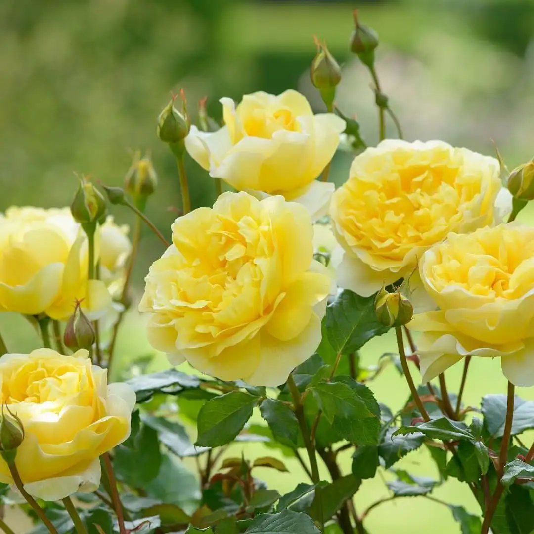 Hoa Hồng Vàng Molineux Rose – Hồng Anh Màu Vàng Chanh Rực Rỡ, Hoa Sai, Thơm Dịu, Dòng David Austin - Ảnh 5