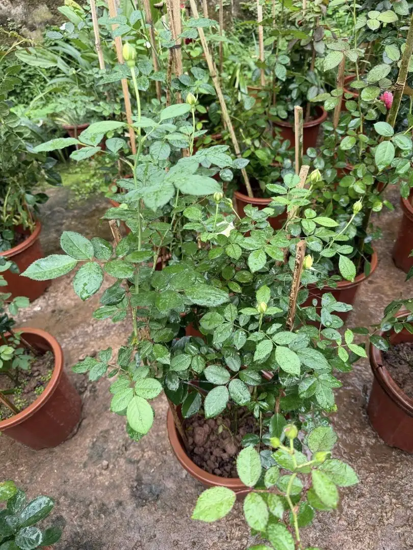 Hoa Hồng Vàng Molineux Rose – Hồng Anh Màu Vàng Chanh Rực Rỡ, Hoa Sai, Thơm Dịu, Dòng David Austin - Ảnh 3