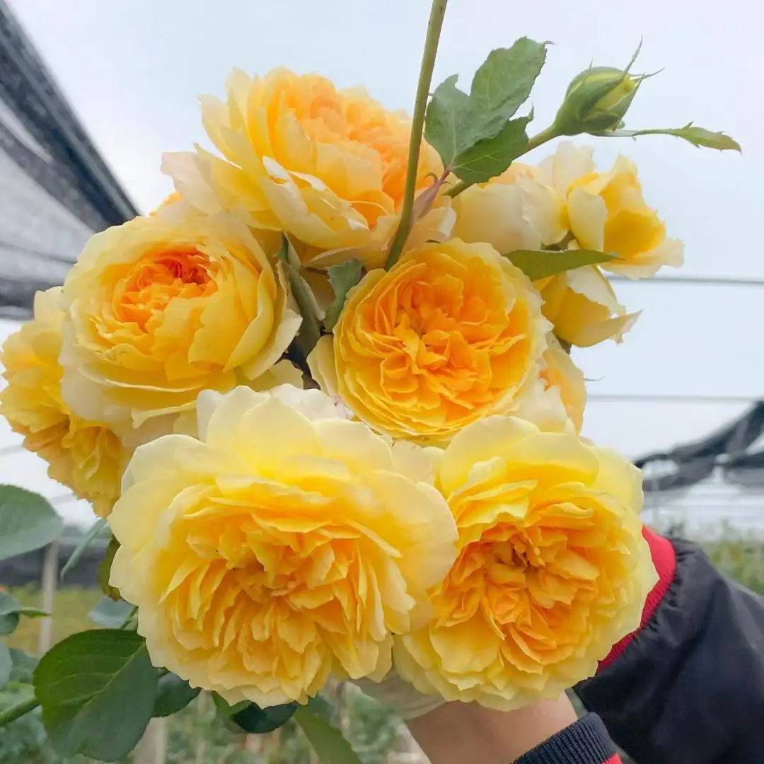 Hoa Hồng Vàng Molineux Rose – Hồng Anh Màu Vàng Chanh Rực Rỡ, Hoa Sai, Thơm Dịu, Dòng David Austin - Ảnh 7