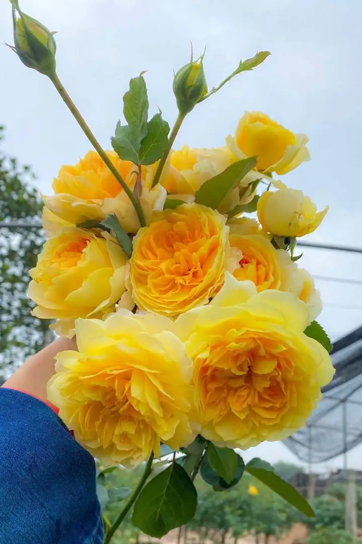 Hoa Hồng Vàng Molineux Rose – Hồng Anh Màu Vàng Chanh Rực Rỡ, Hoa Sai, Thơm Dịu, Dòng David Austin - Ảnh 8