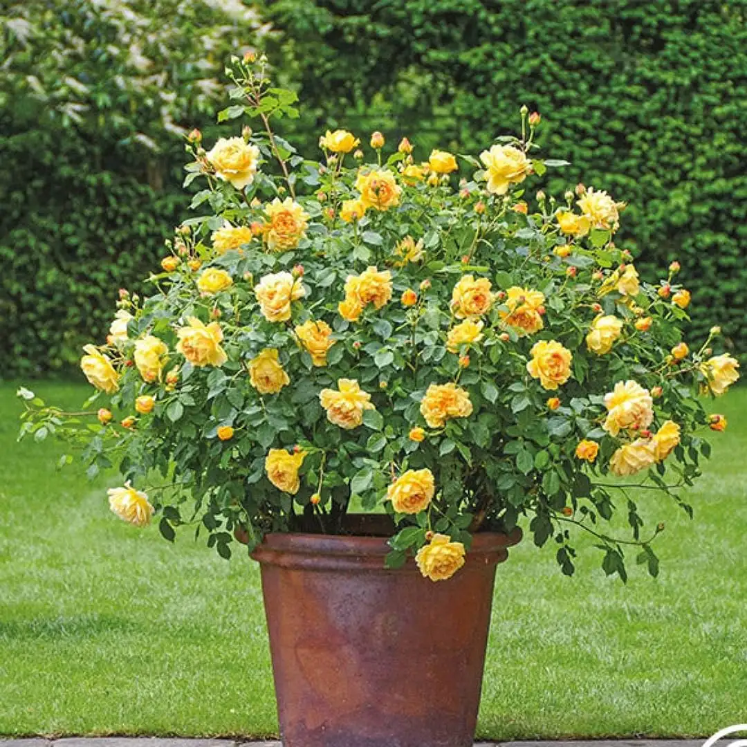 Hoa Hồng Vàng Molineux Rose – Hồng Anh Màu Vàng Chanh Rực Rỡ, Hoa Sai, Thơm Dịu, Dòng David Austin - Ảnh 6