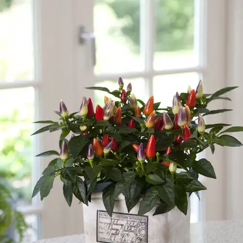 Cây Ớt Ngũ Sắc Hàn Quốc – 5 Màu Rực Rỡ, Sai Quả, Trang Trí Cực Đẹp, Cây Đang Có Trái - Ảnh 5