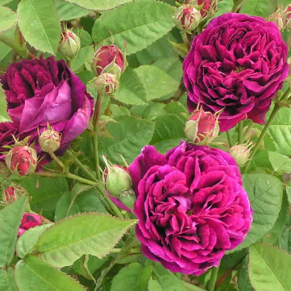 Hoa Hồng The Prince Rose – Hồng Anh Đỏ Tím Đậm Sang Trọng, Hương Thơm Cổ Điển, Dòng David Austin Cao Cấp