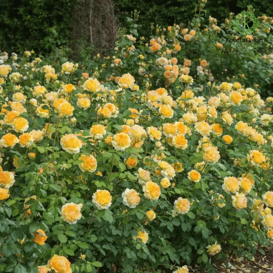 Hoa Hồng Vàng Molineux Rose – Hồng Anh Màu Vàng Chanh Rực Rỡ, Hoa Sai, Thơm Dịu, Dòng David Austin