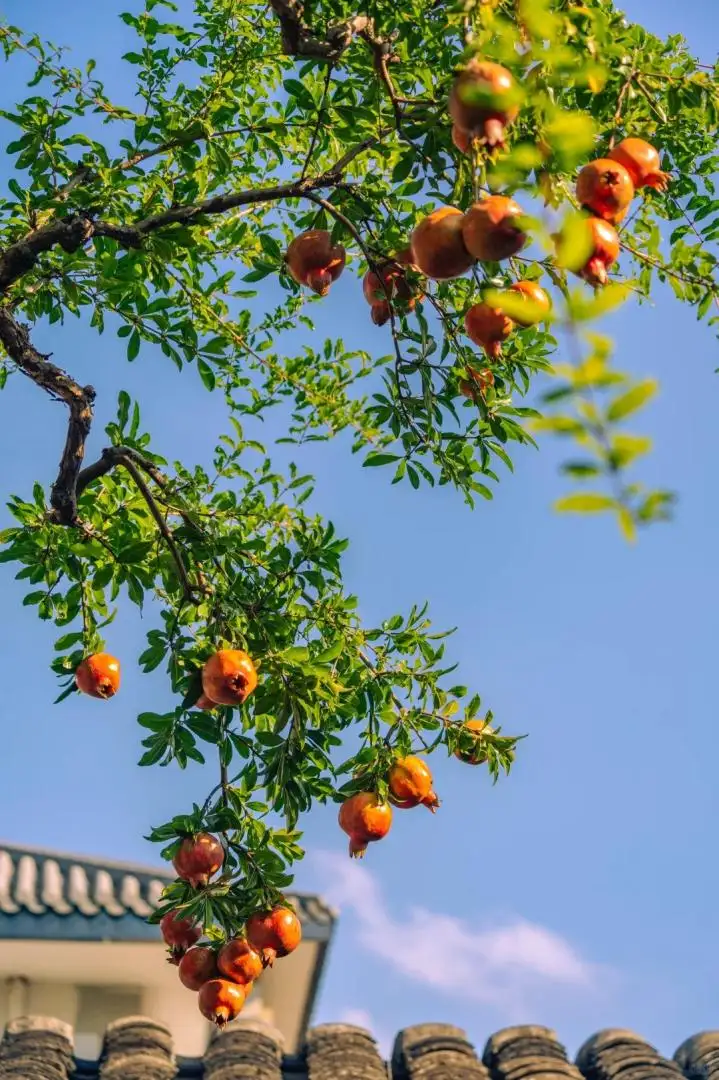 Cây Lựu Ta – Cây Ăn Quả Dân Dã Sai Trái, Hoa Đỏ Cam Rực Rỡ, Vừa Làm Cảnh Vừa Cho Quả Ngọt - Ảnh 9
