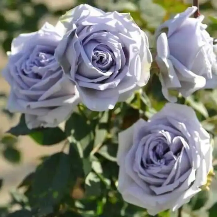 Hoa Hồng Grown Blue Rose – Hồng Ngoại Tím Khói Oải Hương Nhẹ Nhàng, Form Cổ Điển, Vẻ Đẹp Thanh Lịch Và Cuốn Hút