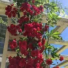 Hoa Hồng Leo Red Fairy Rose – Hồng Leo Đỏ Sai Chùm Cực Mạnh, Hoa Nhỏ Xinh, Phủ Hoa Đẹp Chuẩn Vườn Châu Âu