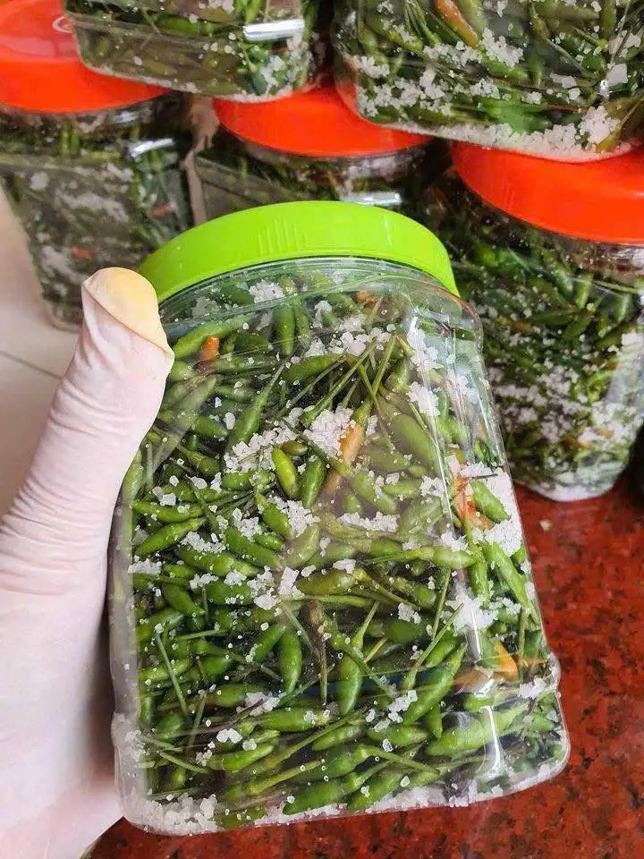 Chậu Ớt Gió Hà Giang (Ớt Thóc) – Sai Quả Chi Chít, Cay Thơm Đặc Trưng, Dáng Cây Nhỏ Gọn Cực Đẹp - Ảnh 3