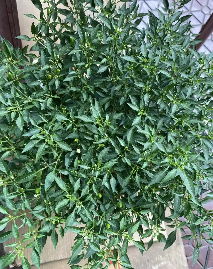 Chậu Ớt Gió Hà Giang (Ớt Thóc) – Sai Quả Chi Chít, Cay Thơm Đặc Trưng, Dáng Cây Nhỏ Gọn Cực Đẹp - Ảnh 4
