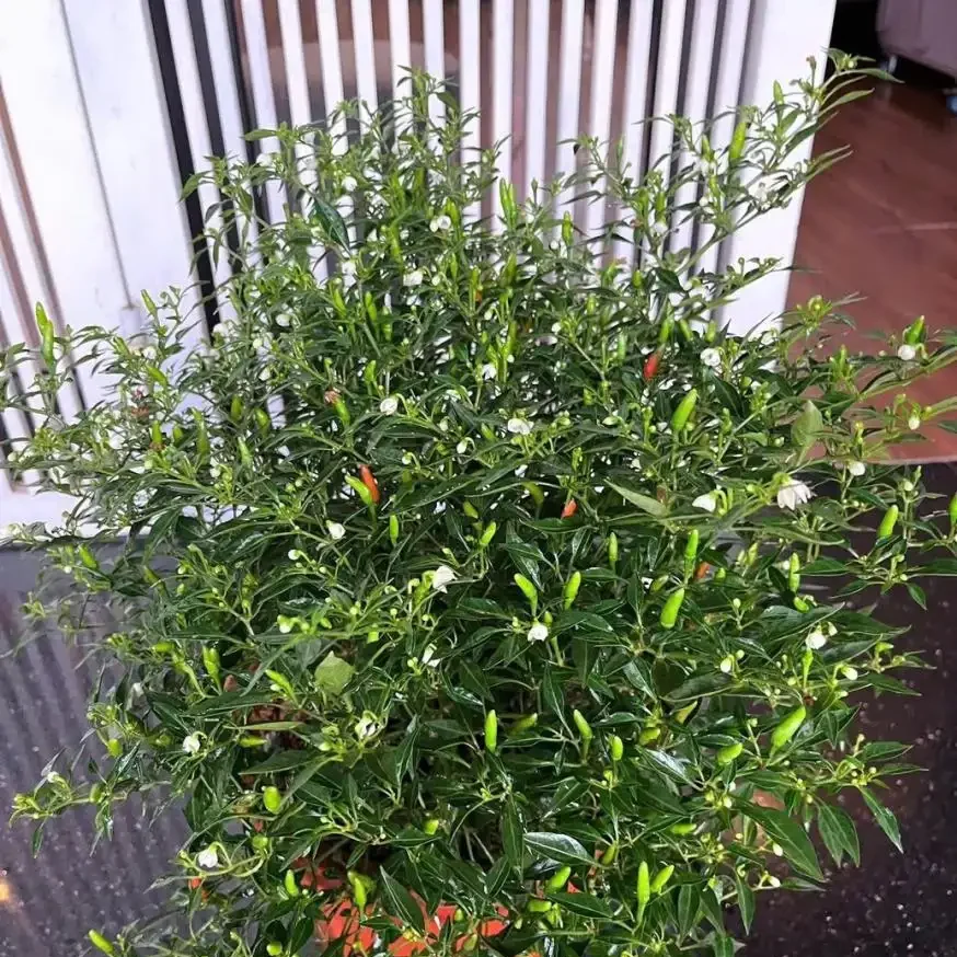 Chậu Ớt Gió Hà Giang (Ớt Thóc) – Sai Quả Chi Chít, Cay Thơm Đặc Trưng, Dáng Cây Nhỏ Gọn Cực Đẹp