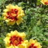 Hoa Hồng Sunset Babylon Eyes Rose – Hồng Mắt Đỏ Độc Đáo, Sắc Hoàng Hôn Cam Hồng Rực Rỡ, Sai Hoa Và Cực Kỳ Thu Hút