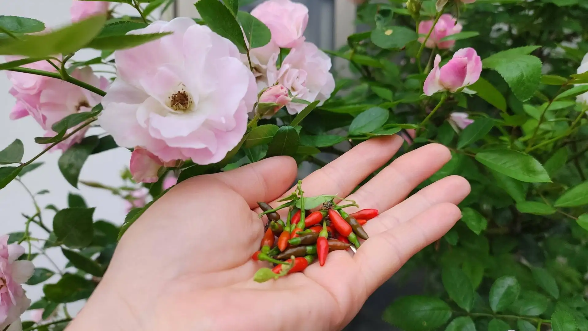 Chậu Ớt Gió Hà Giang (Ớt Thóc) – Sai Quả Chi Chít, Cay Thơm Đặc Trưng, Dáng Cây Nhỏ Gọn Cực Đẹp - Ảnh 8