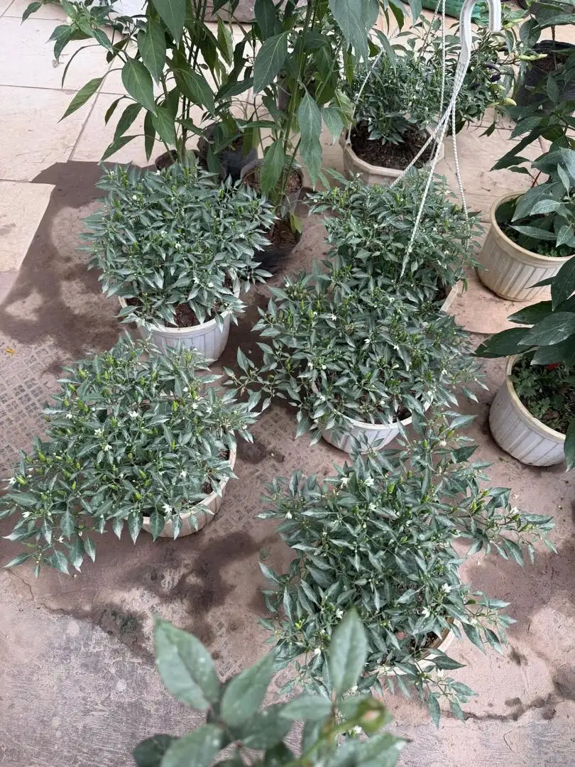 Chậu Ớt Gió Hà Giang (Ớt Thóc) – Sai Quả Chi Chít, Cay Thơm Đặc Trưng, Dáng Cây Nhỏ Gọn Cực Đẹp - Ảnh 2