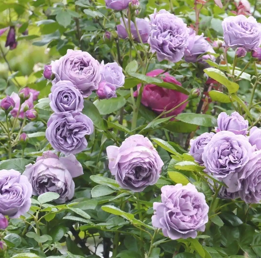 Hoa Hồng Kong Meng Rose – Hồng Ngoại Màu Tím Oải Hương Thanh Lịch, Form Cổ Điển, Hoa Sai Và Cuốn Hút