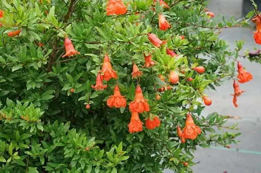 Cây Lựu Ta – Cây Ăn Quả Dân Dã Sai Trái, Hoa Đỏ Cam Rực Rỡ, Vừa Làm Cảnh Vừa Cho Quả Ngọt - Ảnh 3