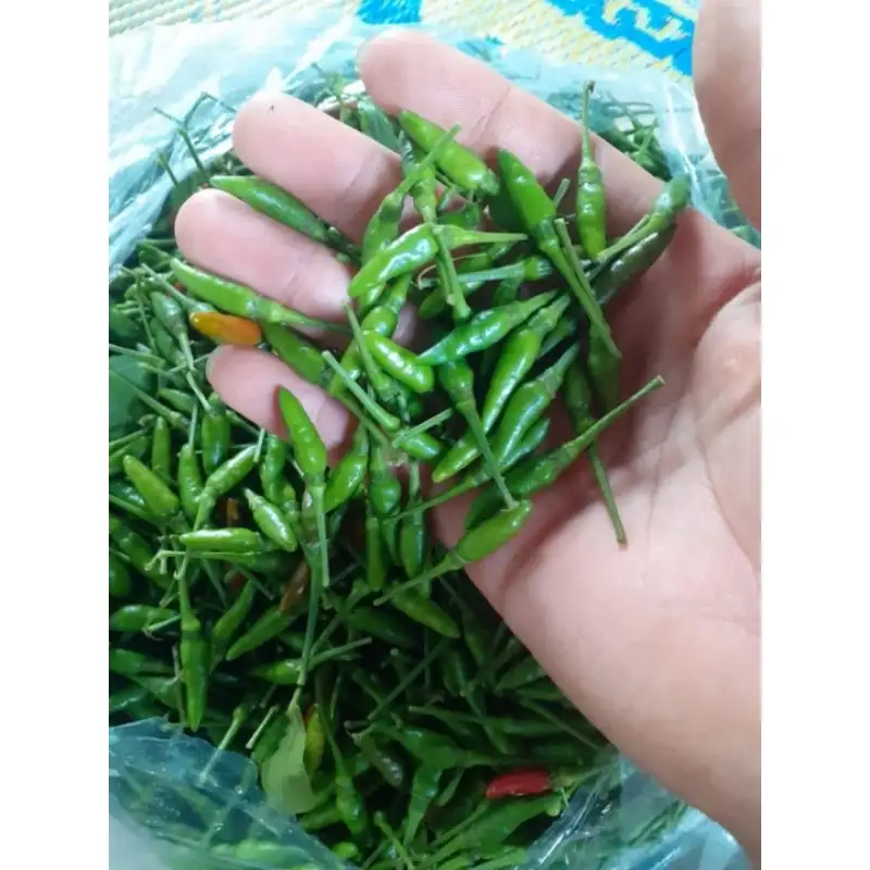 Chậu Ớt Gió Hà Giang (Ớt Thóc) – Sai Quả Chi Chít, Cay Thơm Đặc Trưng, Dáng Cây Nhỏ Gọn Cực Đẹp - Ảnh 10