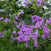 Cây Linh Sam – Dáng Bonsai Cổ Kính, Hoa Tím Nhỏ Xinh, Cây Phong Thủy Được Yêu Thích