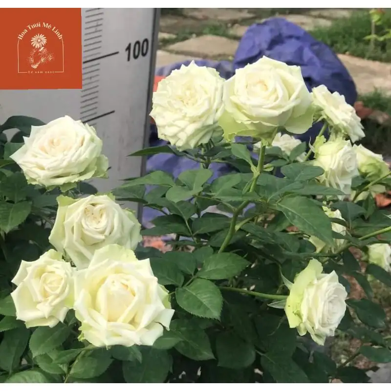 Hoa Hồng Xanh Green Romantica Rose – Sắc Xanh Kem Độc Lạ, Form Hoa Cổ Điển Kiểu Pháp, Vẻ Đẹp Thanh Lịch Và Hiếm Gặp - Ảnh 3