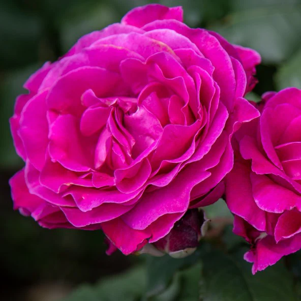 Hoa Hồng Scent Woman Rose – Hồng Ngoại Màu Hồng Tím Quyến Rũ, Hương Thơm Đậm Đà, Vẻ Đẹp Sang Trọng Đầy Nữ Tính - Ảnh 3